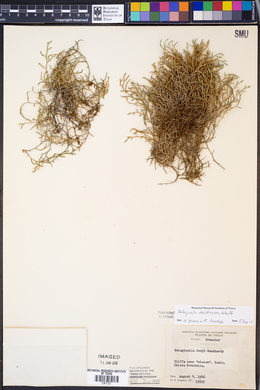 Selaginella coryi image