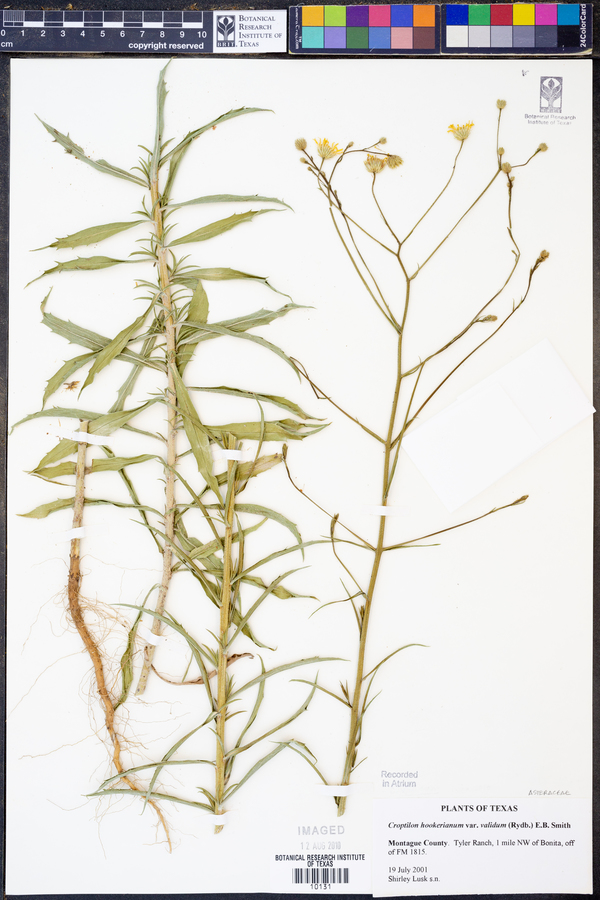 Croptilon hookerianum var. validum image