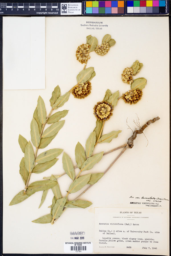 Acerates viridiflora var. lanceolata image