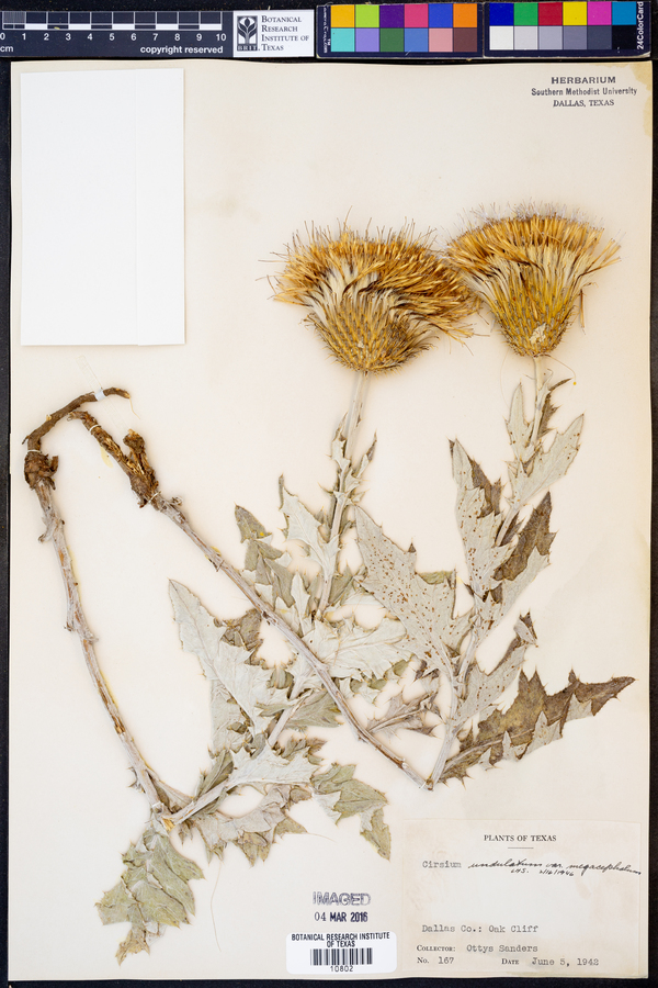 Cirsium undulatum var. undulatum image