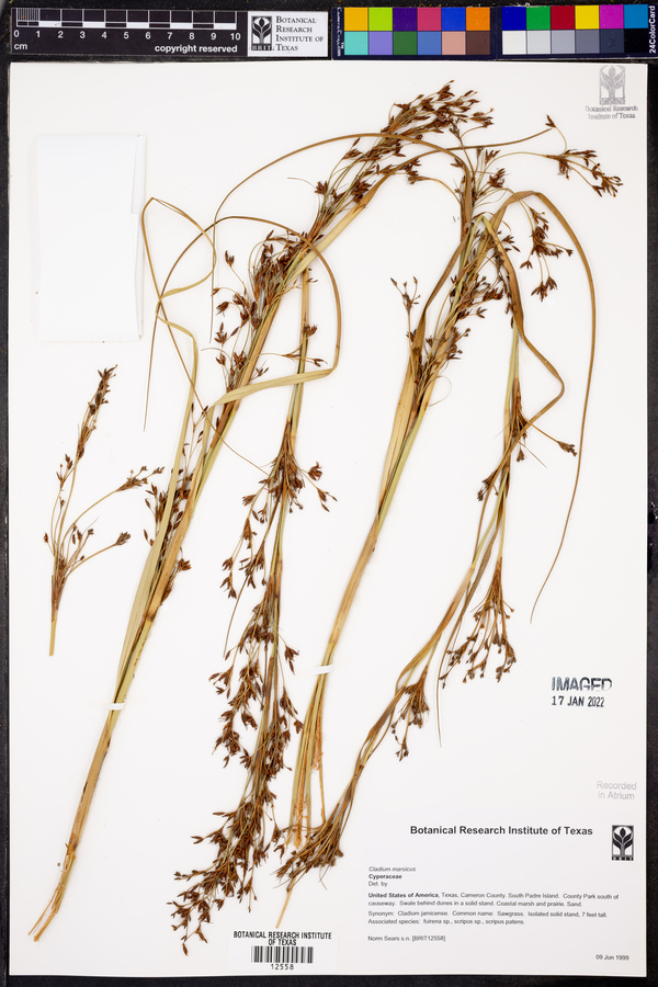 Cladium mariscus image