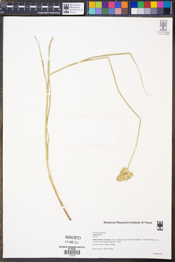 Carex tetrastachya image