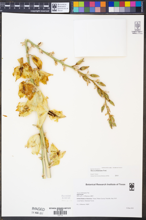 Yucca arkansana image