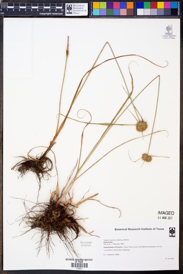 Cyperus lupulinus image