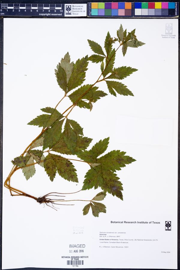 Sanicula canadensis var. canadensis image