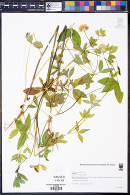 Image of Trifolium vesiculosum