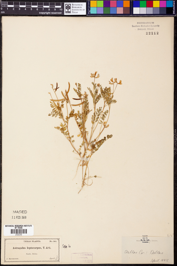 Astragalus leptocarpus image