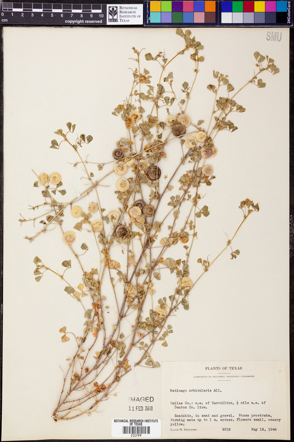 Medicago orbicularis image