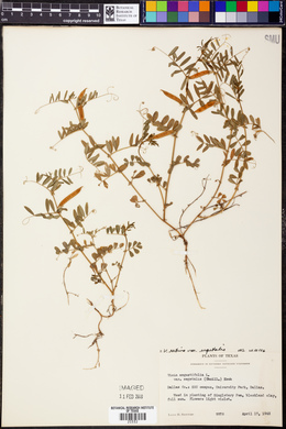 Vicia sativa subsp. nigra image