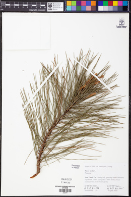 Pinus taeda image