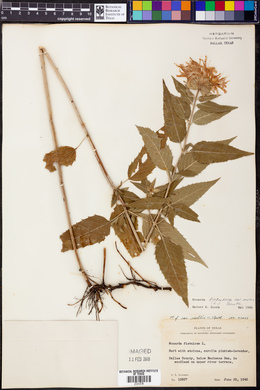 Monarda fistulosa var. mollis image