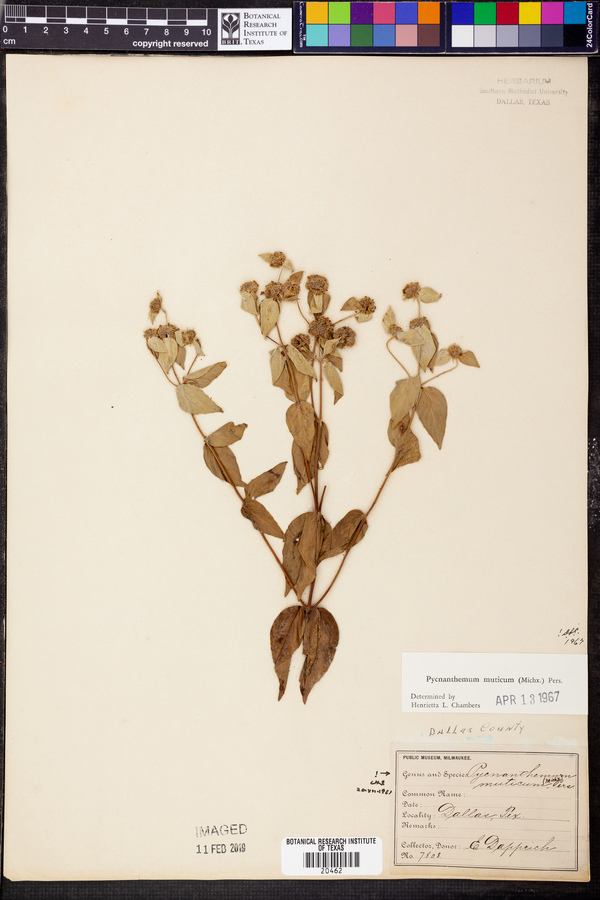 Pycnanthemum muticum image