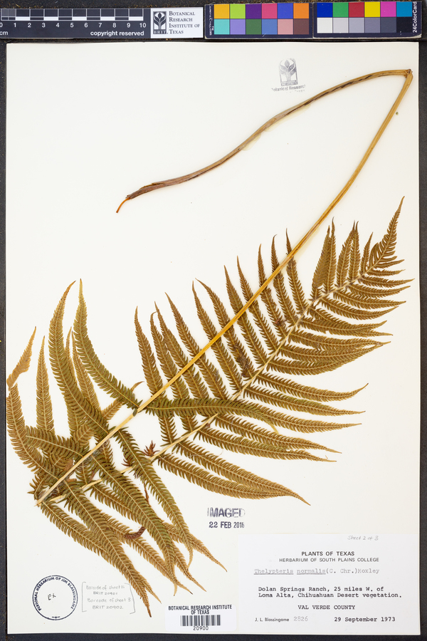 Thelypteris kunthii image