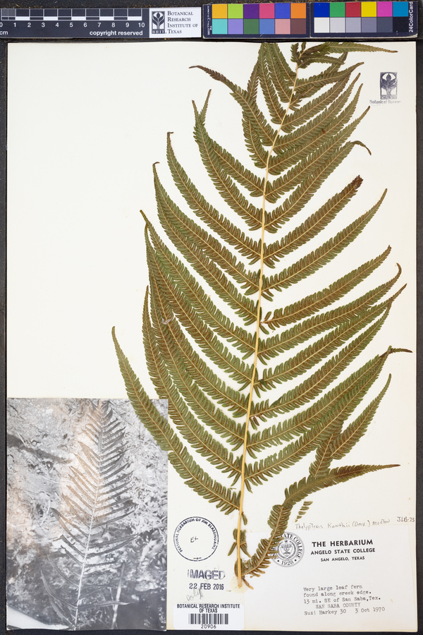 Thelypteris kunthii image