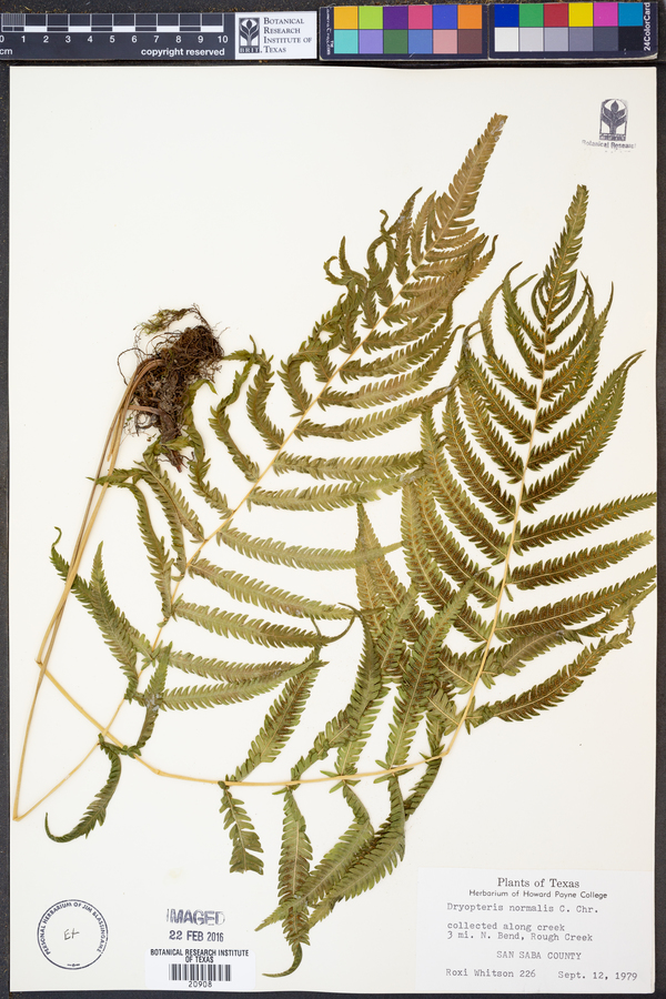 Thelypteris kunthii image