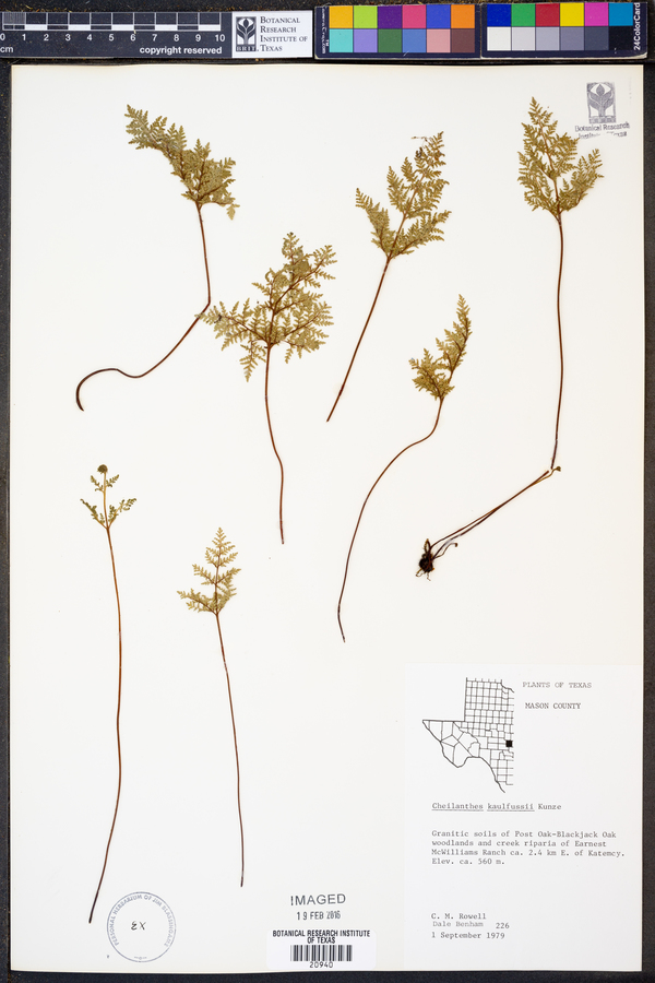 Cheilanthes kaulfussii image