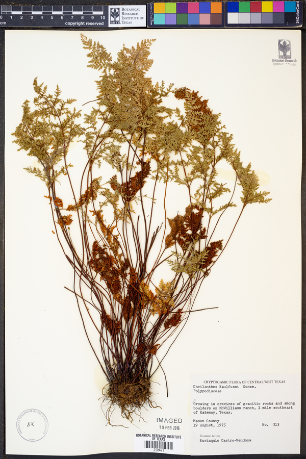 Cheilanthes kaulfussii image