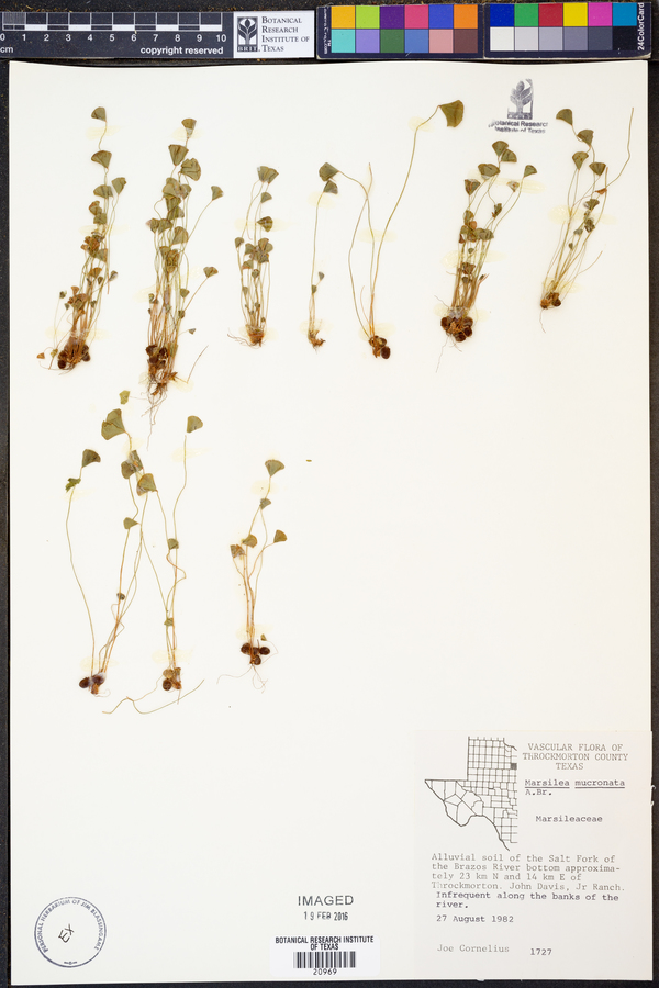 Marsilea vestita ssp. vestita image