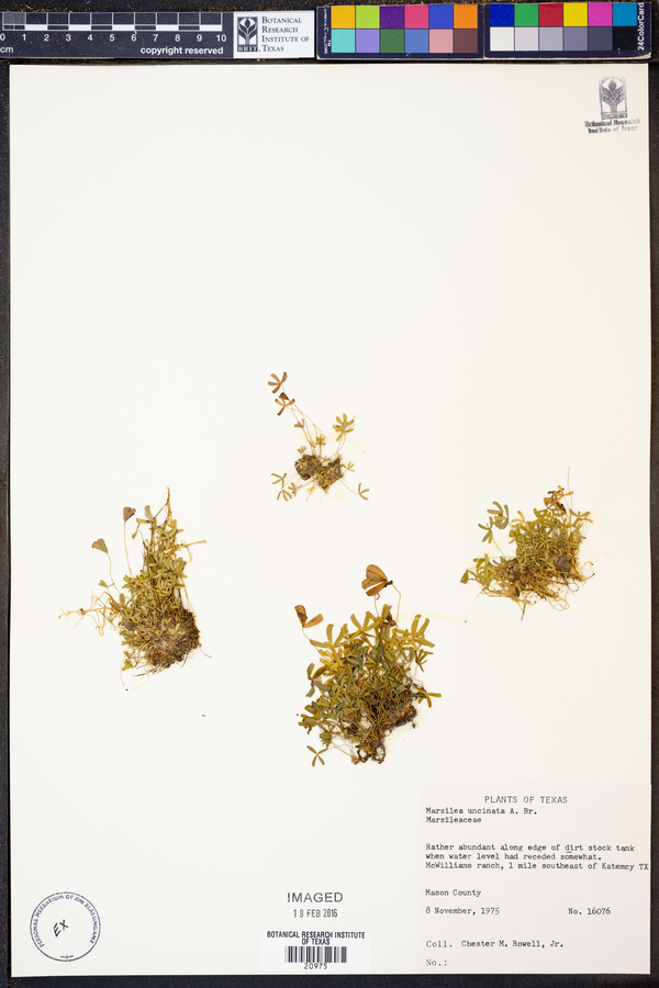 Marsilea vestita ssp. vestita image
