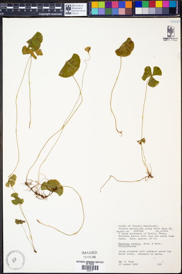 Marsilea vestita image