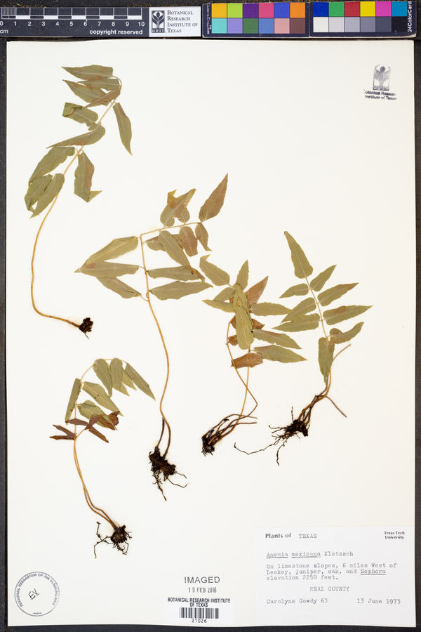 Anemiaceae image