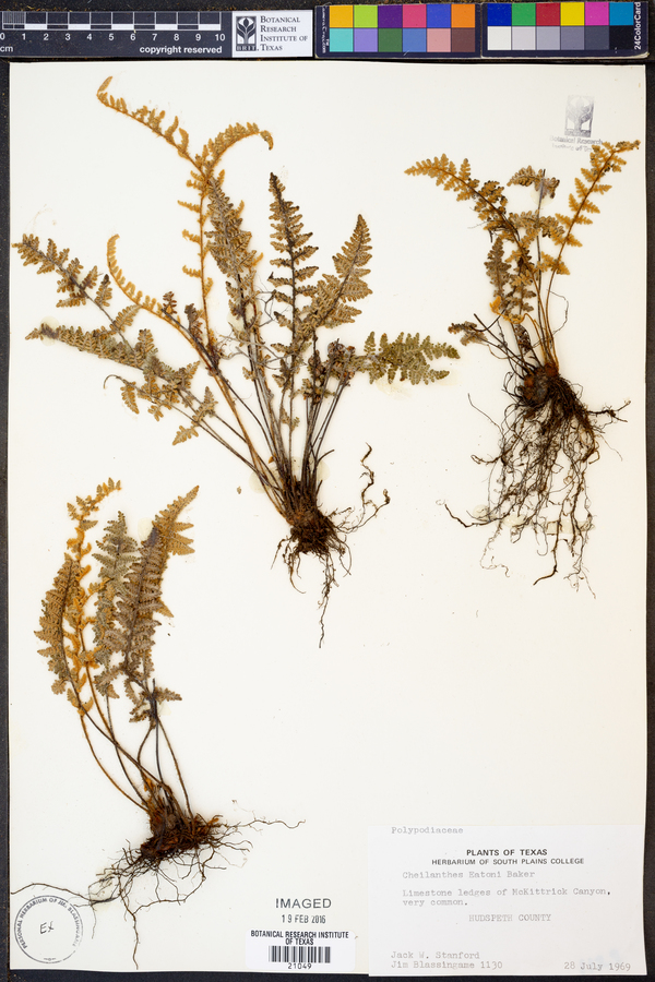 Cheilanthes eatoni image