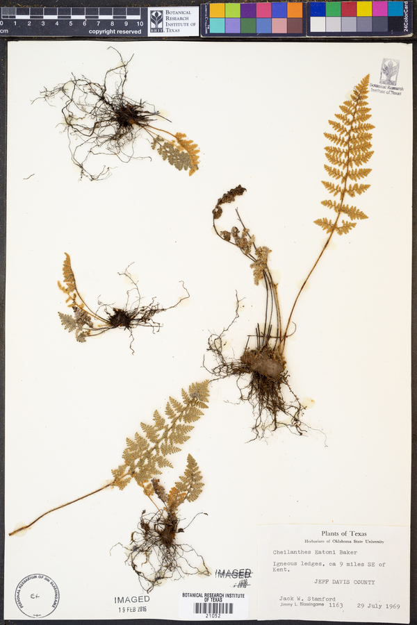 Cheilanthes eatoni image