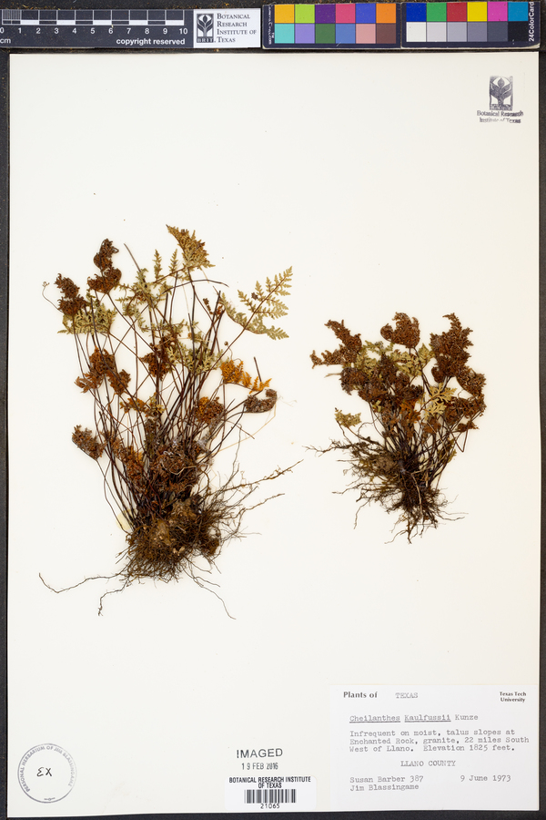 Cheilanthes kaulfussii image