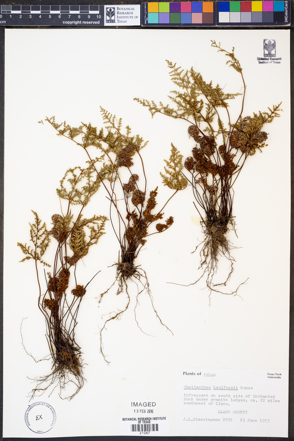 Cheilanthes kaulfussii image
