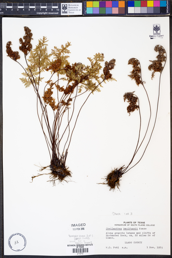 Cheilanthes kaulfussii image