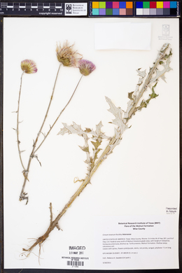 Cirsium texanum image