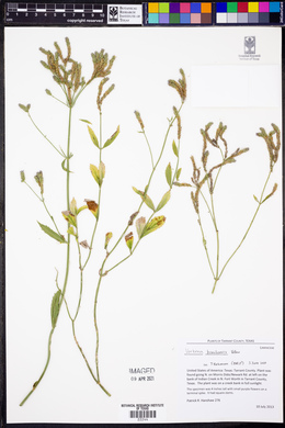 Verbena brasiliensis image