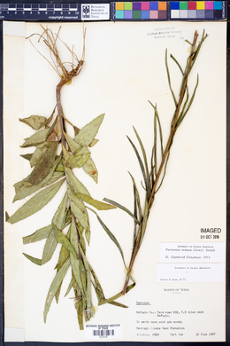 Vernonia texana image