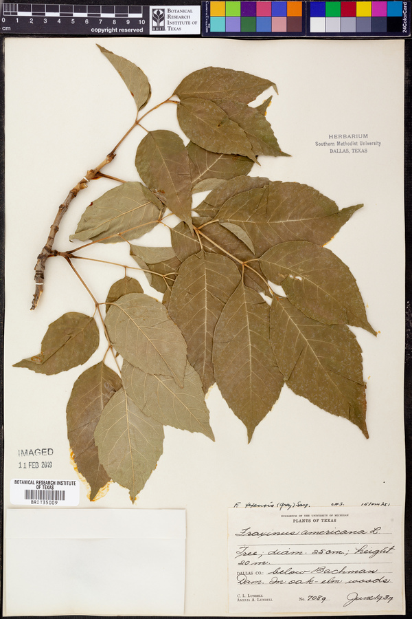 Fraxinus americana subsp. texensis image