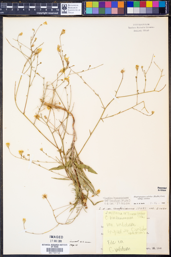 Croptilon hookerianum image