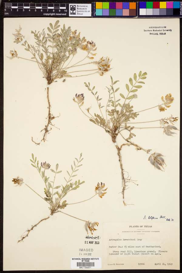 Astragalus lotiflorus image