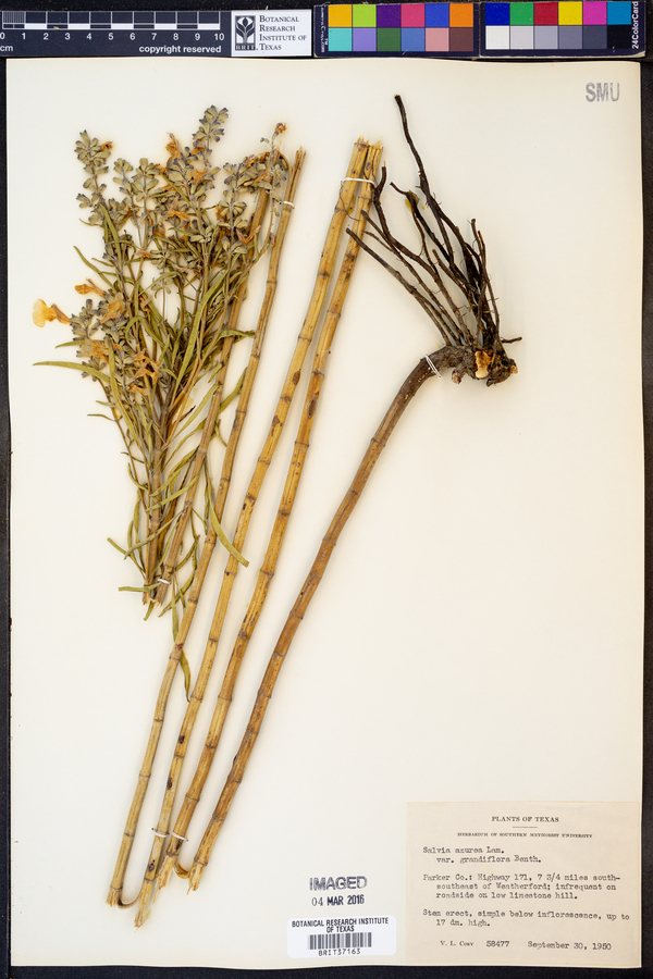 Salvia azurea var. grandiflora image