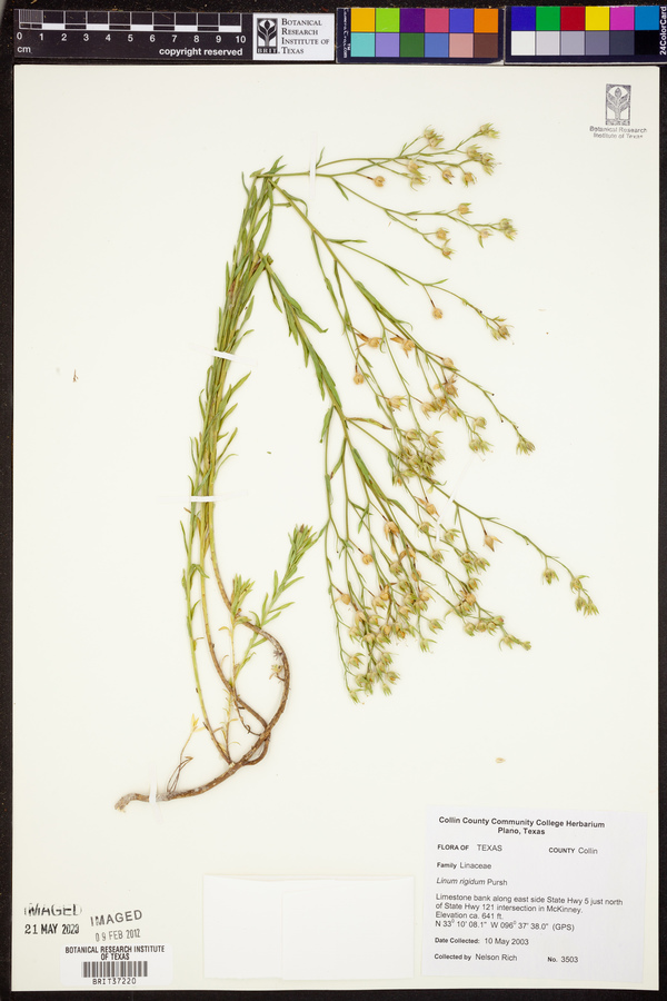 Linum rigidum image