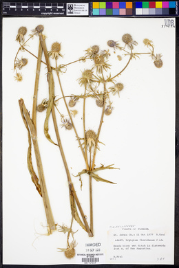 Eryngium floridanum image