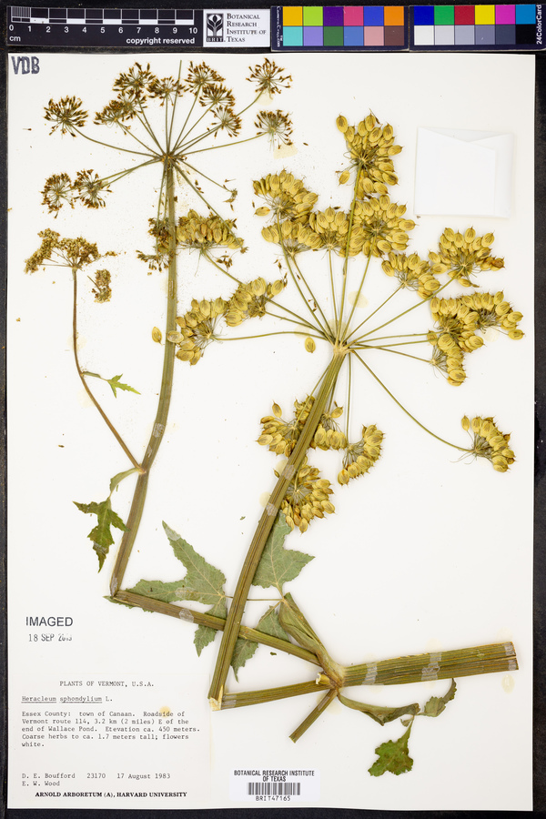 Heracleum sphondylium image