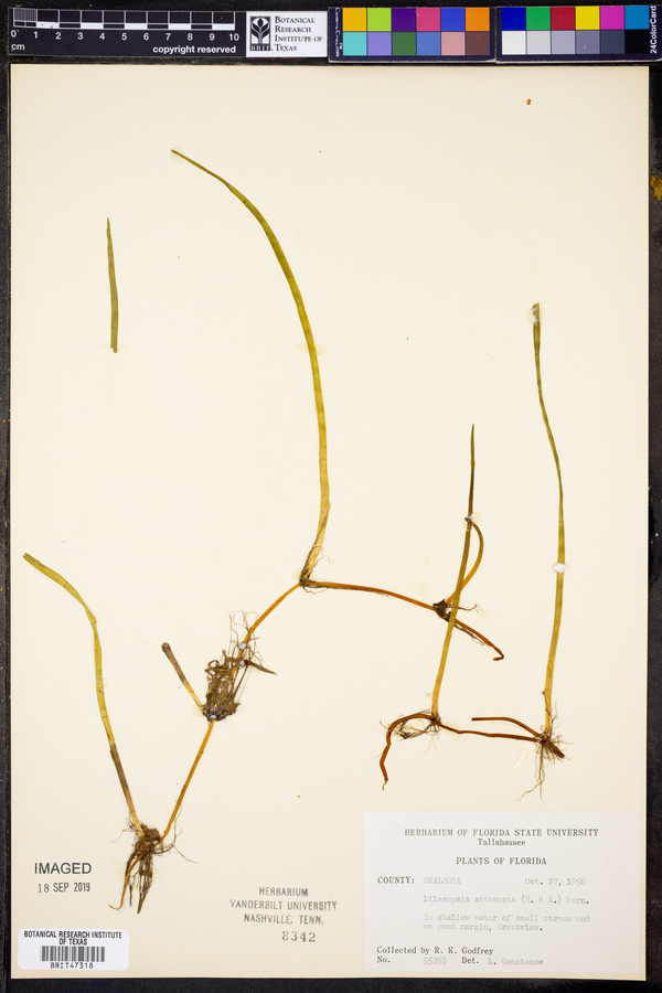 Lilaeopsis attenuata image