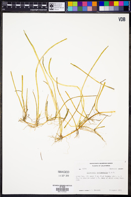 Lilaeopsis occidentalis image