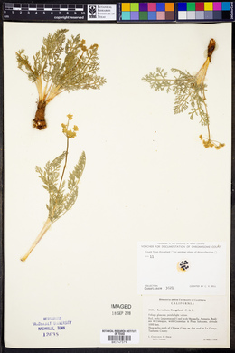 Image of Lomatium congdonii