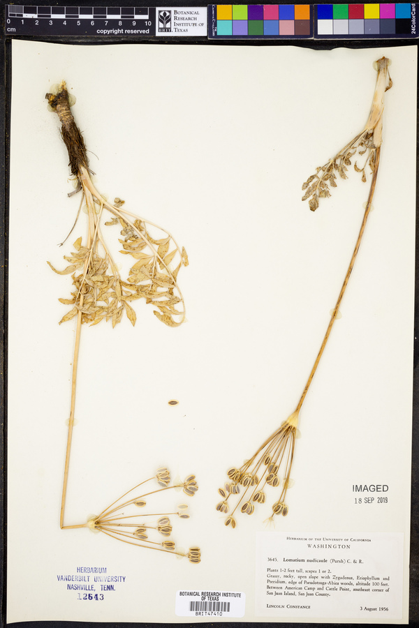 Lomatium nudicaule image