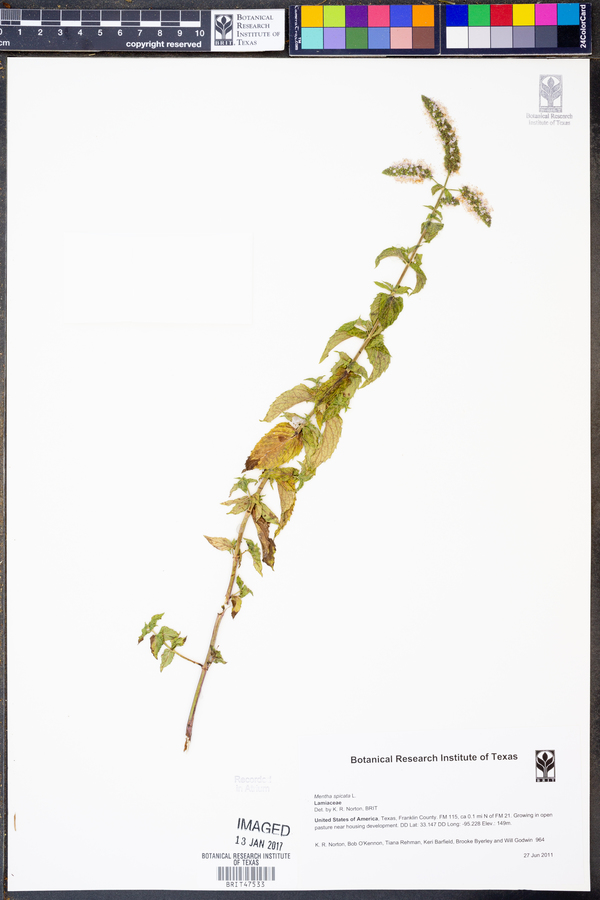 Spicata image