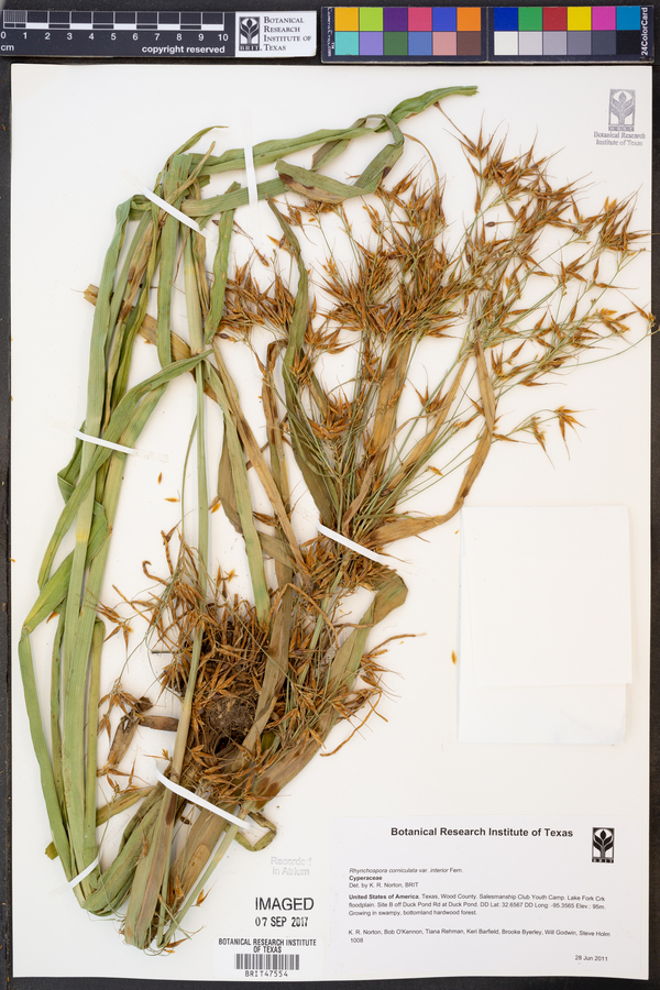 Rhynchospora corniculata var. interior image