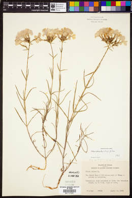 Phlox pilosa subsp. pilosa image