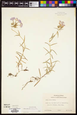 Phlox pilosa subsp. pilosa image
