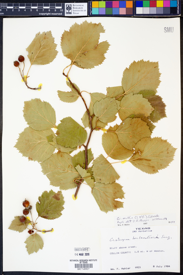 Crataegus mollis image