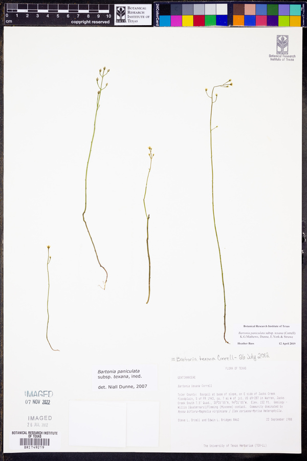 Bartonia paniculata subsp. texana image